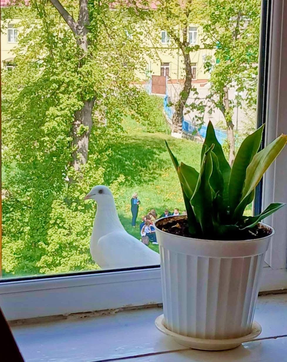 Біла голубка